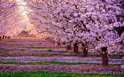 29 Swoon-Worthy Japanese Cherry Blossoms Pictures