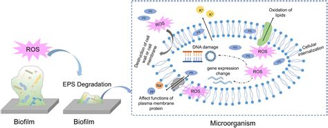 Frontiers Antimicrobial Photodynamic Therapy Against Oral Biofilm Influencing Factors