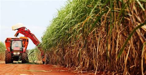 Nordeste tem previsão de crescimento na produção de cana Cana Online