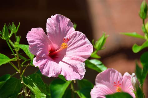 Pink Hibiscus Flower Free Stock Photo Public Domain Pictures