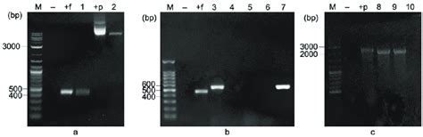 F And Pet B Flicgfp After Digesting With A Bamhi And Xhoi B