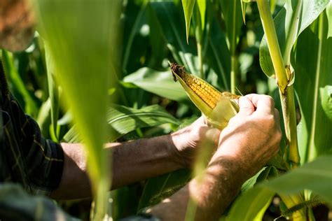 Enhancing Farm Profit From Corn Soybean And Wheat