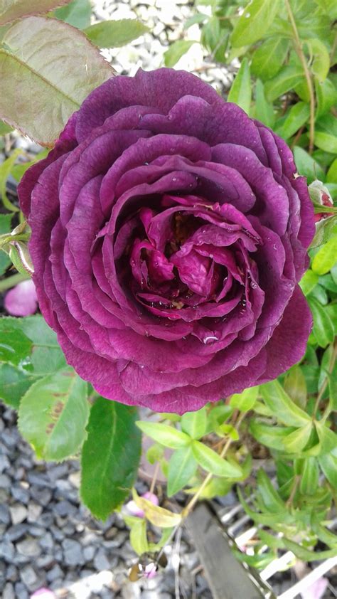 Ebb Tide Newstead Roses