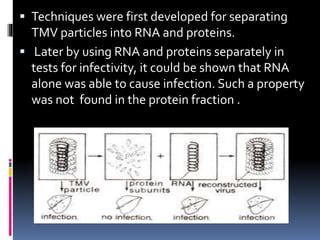 Rna As Genetic Material Ppt