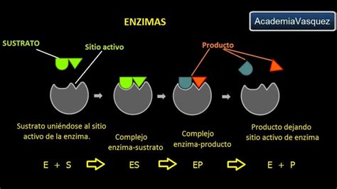 Transaminasa Glutamico Oxalacetica Descubre C Mo Funciona Y Por Qu Es