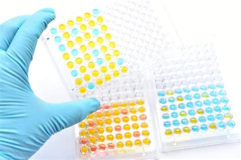 Enzyme Linked Immunosorbent Assay Or Elisa Plate Stock Photo Image Of