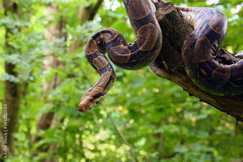 The Boa Constrictor Boa Constrictor Also Called The Red Tailed Or