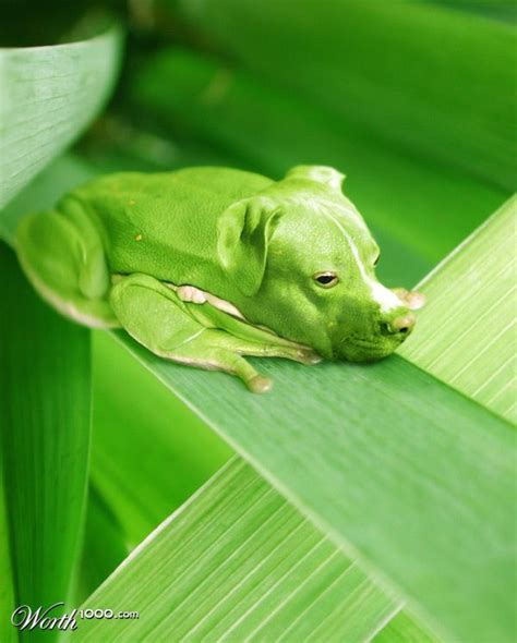 244 best images about Hybrid Animals on Pinterest | Frogs, Animal ...