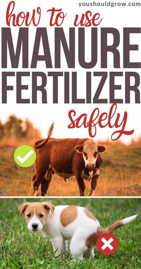 How To Safely Use Animal Manure For Fertilizer You Should Grow