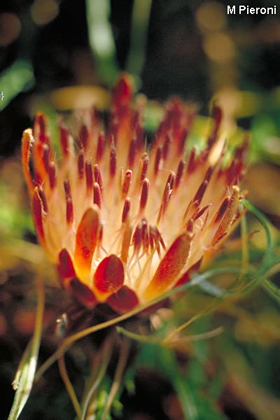 Banksia Tenuis Syn Dryandra Tenuifolia Australian Native Plants