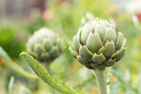 Artichoke Plant Care - How To Grow And Harvest Artichoke