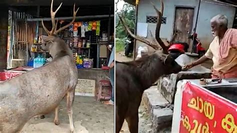 Viral Video What Did The Deer Start Doing After Coming To The Tea Shop