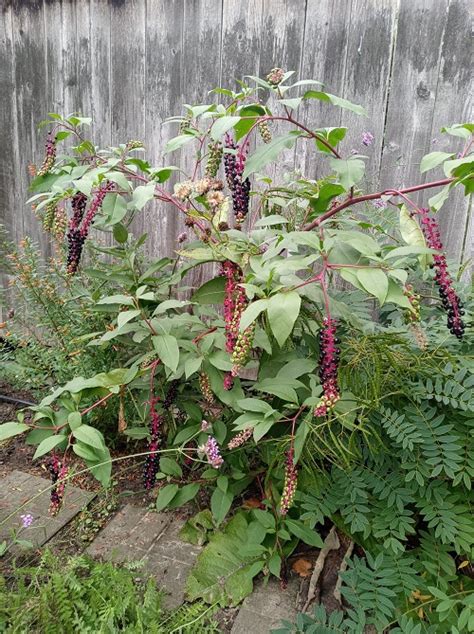 Plants With Red Stems And Green Leaves Indoor Garden Web