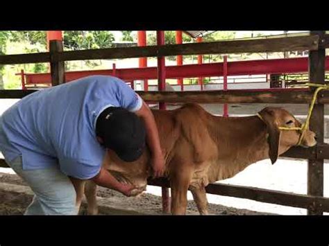 Hernia Umbilical Ternero Brahm N Rojo Veterinario Ganadero Cirug A