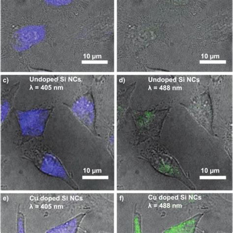 A And B Tem Images Of Undoped And Cu Doped Si Ncs C And D