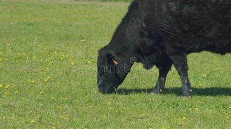 Black Angus Cattle Cows Grazing On Farmland Cows Grazing On A Green