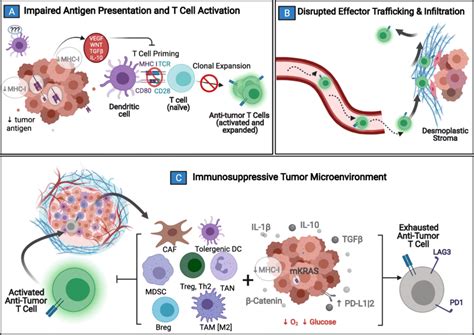 Mechanisms of Immune Resistance in Pancreatic Cancer Pancreatic cancer ...