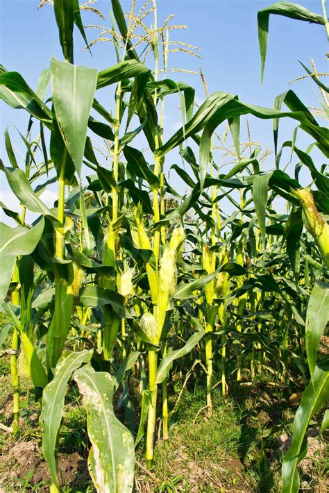 Green Field Of Corn Growing Up Stock Image Colourbox