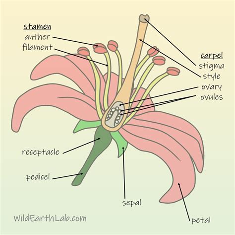 Flower Anatomy And The 4 Whorls