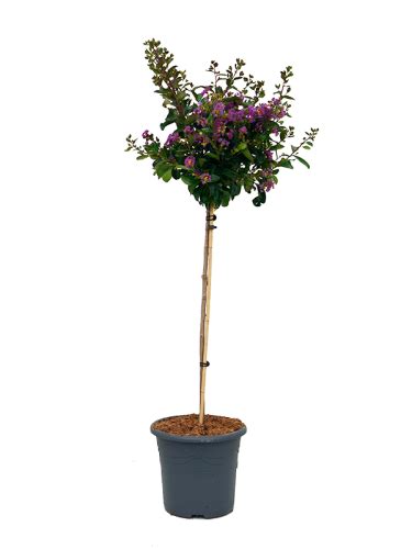 Lagerstroemia indica Purple Star 150cm Sklep z roślinami CocaFlora