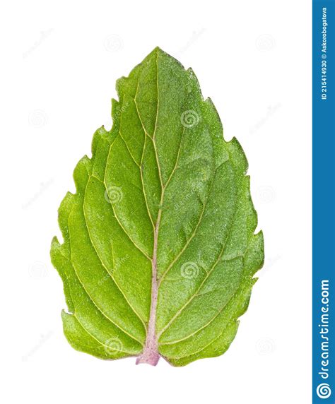 Hoja De Menta Fresca Aislada En Fondo Blanco Foto De Archivo Imagen