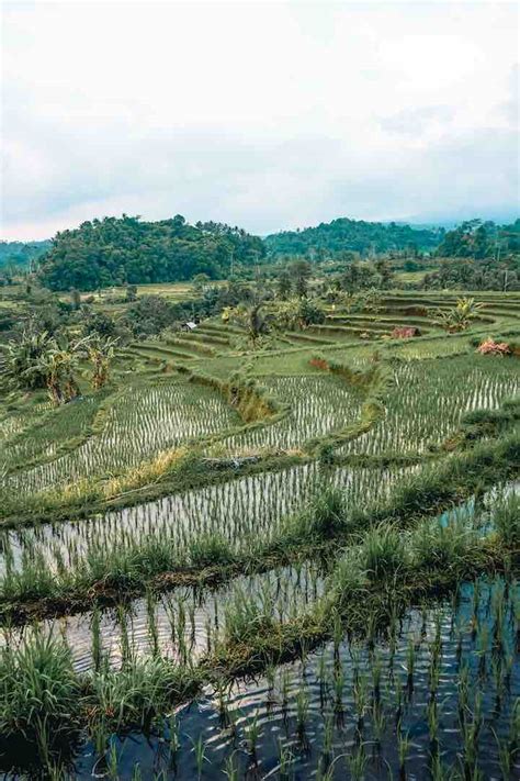 Explore Rice Terraces in Sidemen, Bali | Story | Hero Traveler