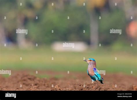 The Indian Roller Coracias Benghalensis Stock Photo Alamy