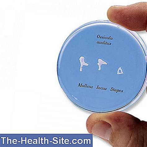 Auditory Ossicles: Structure & Function 💊 Scientific-Practical Medical ...