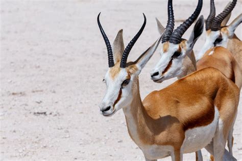 Two Springbok Antidorcas Marsupialis Standing Side By Side Etosha