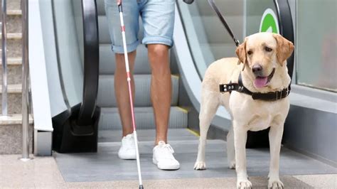 Día Internacional del Perro Guía 2024 3 cosas que debes saber