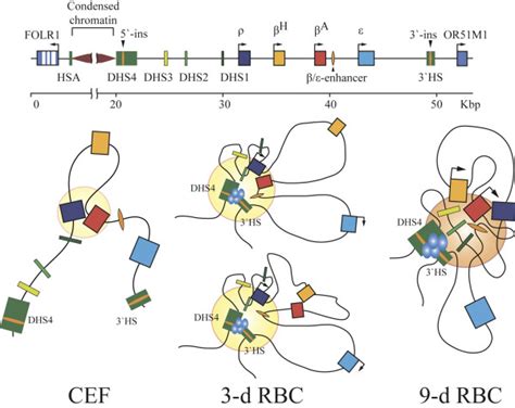 β globin active chromatin hubs in the nuclei of 3 day and 9 day red