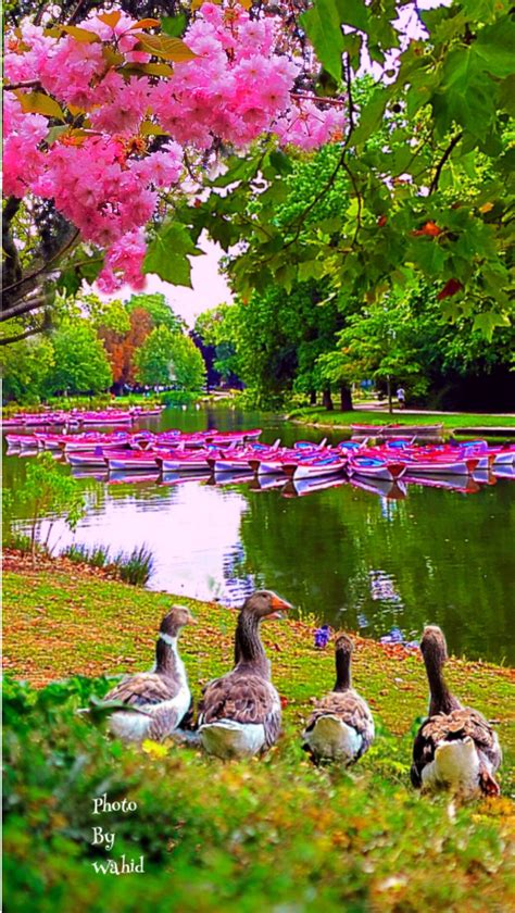 three ducks are sitting on the grass near some water and trees with pink flowers in the background