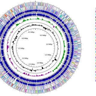 Circular Representation Of The Single Chromosome Of Sphingopyxis Sp