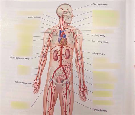 Arteries Of Body Diagram Quizlet