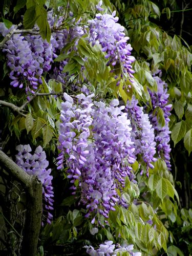 Wisteria Plants Of Overton Park S Old Forest Memphis TN INaturalist