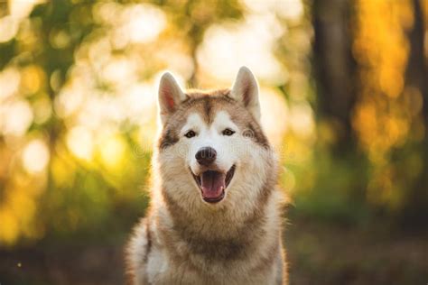 Ritratto Del Primo Piano Del Husky Siberiano Felice Della Razza Beige E