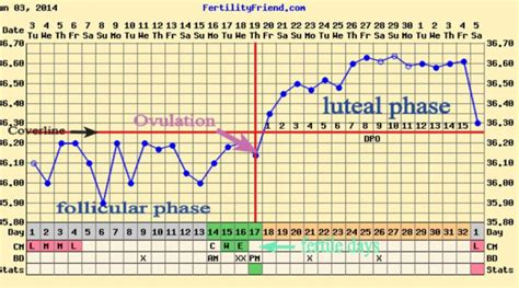 Printable Basal Temperature Chart