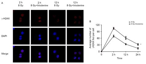 Liriodenine Enhances Radiosensitivity In Esophageal Cancer Eca‑109