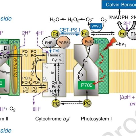 Thylakoid Membrane Photosynthesis