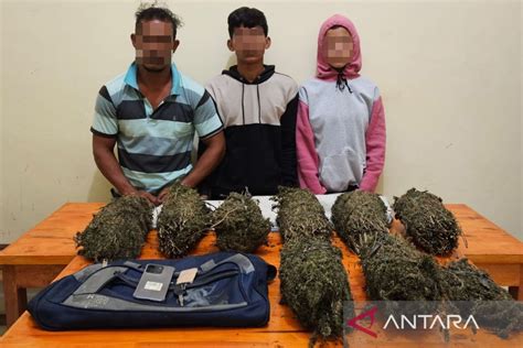 Polisi Tangkap Pasutri Pengedar Ganja Di Lhokseumawe Barang Bukti Ada