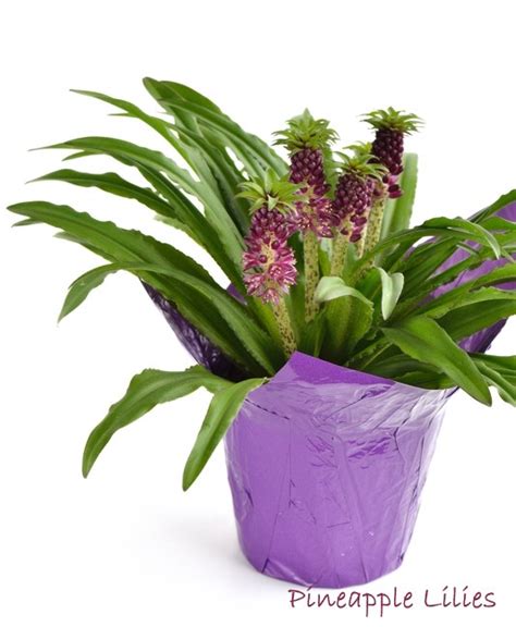 Pineapple Lily Plant Care: Grow Eucomis comosa as a Houseplant