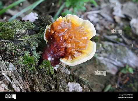 Ganoderma Lucidum Commonly Known As The Lingzhi Or Reishi Mushroom