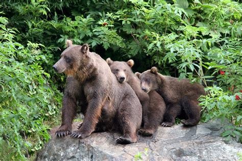 Alaska Glaciers and Wildlife Vacation Tour; Kenai Fjords, Denali