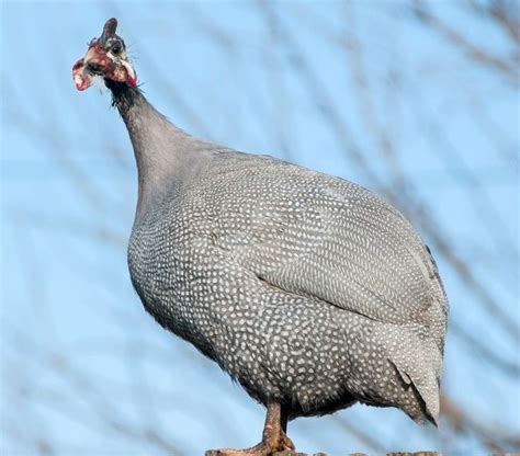 Lavender Guinea Fowl Guinea Keets For Sale Cackle Hatchery® Guinea Fowl Guinea Barnyard