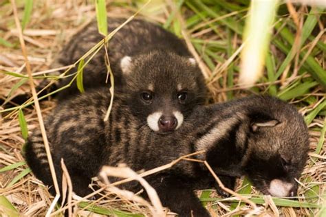 African Palm Civet Pictures - AZ Animals