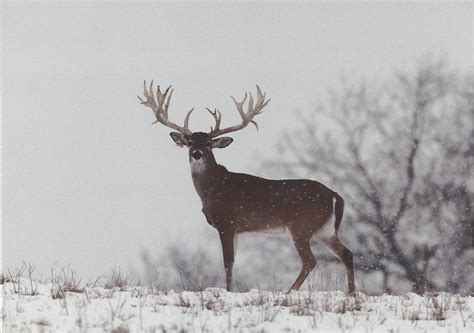 🔥 [40+] Deer in Snow Wallpapers | WallpaperSafari