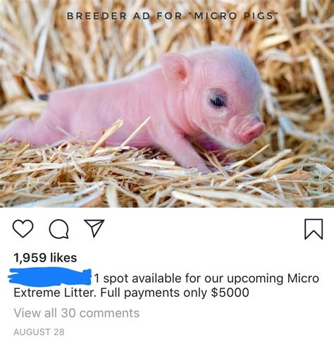 Micro Pig Size