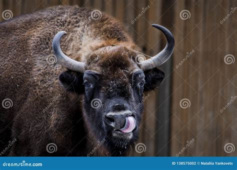 Huge Adult Bison with Large Horns Shows Tongue Stock Photo - Image of ...