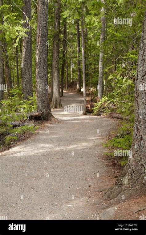 Track Through Forest To Spahats Falls Wells Gray Provincial Park