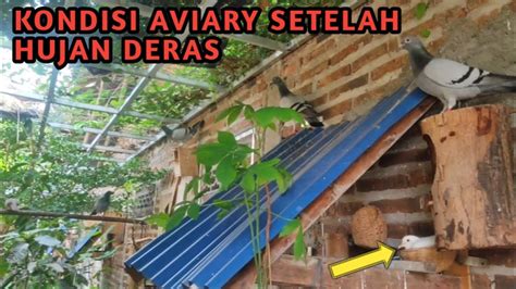 Sejuknya Aviary Suasana Aviary Burung Setelah Semalam Hujan Deras